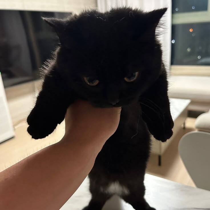 냥이2.jpg